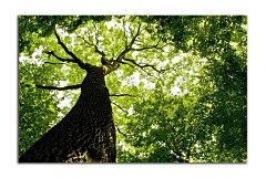 Obraz na stenu ZS - bez pomeru strán